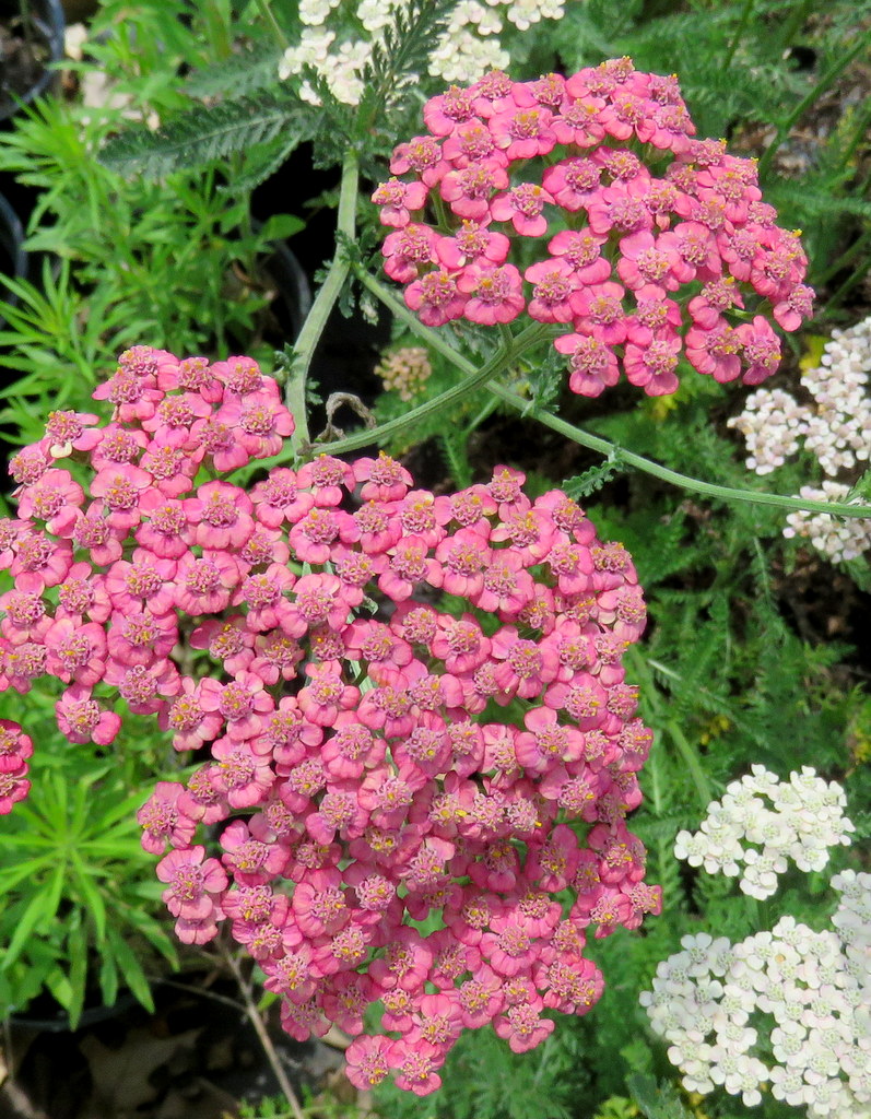 Achillea millifolium 'Little Susie' - Click Image to Close